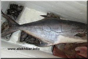 Mauritanie: Le nom du Prophète Mohamed PSL gravé sur un poisson de 17 kg capturé à Nouadhibou.