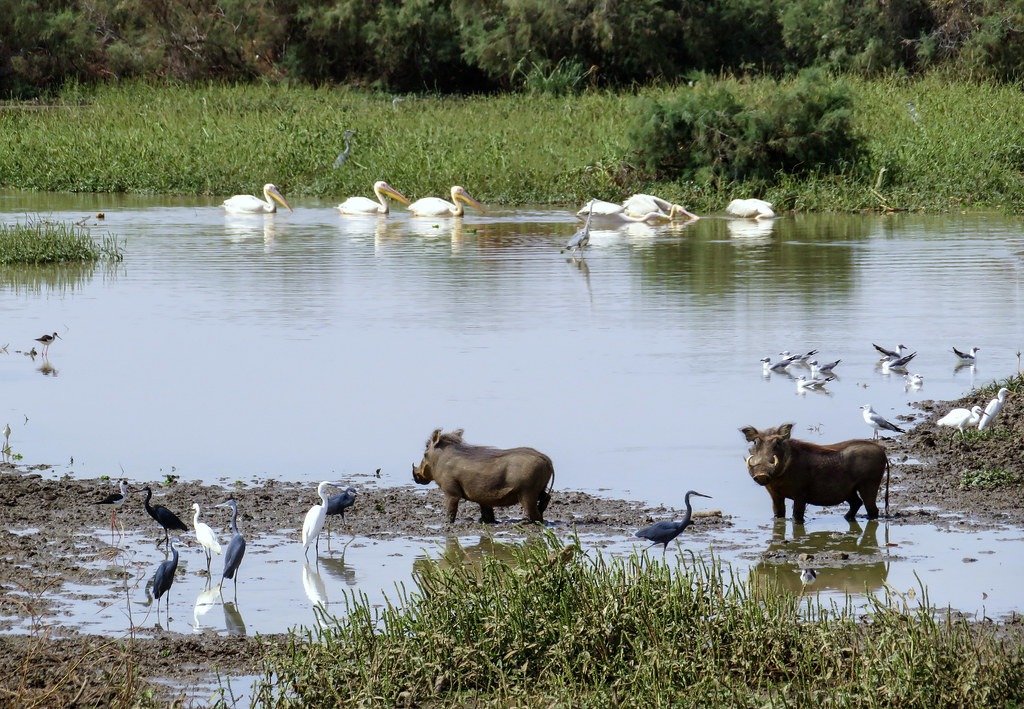 ​Saint-Louis : plaidoyer pour une meilleure gestion de la Réserve de Biosphère Transfrontalière du Delta du fleuve Sénégal (vidéo)