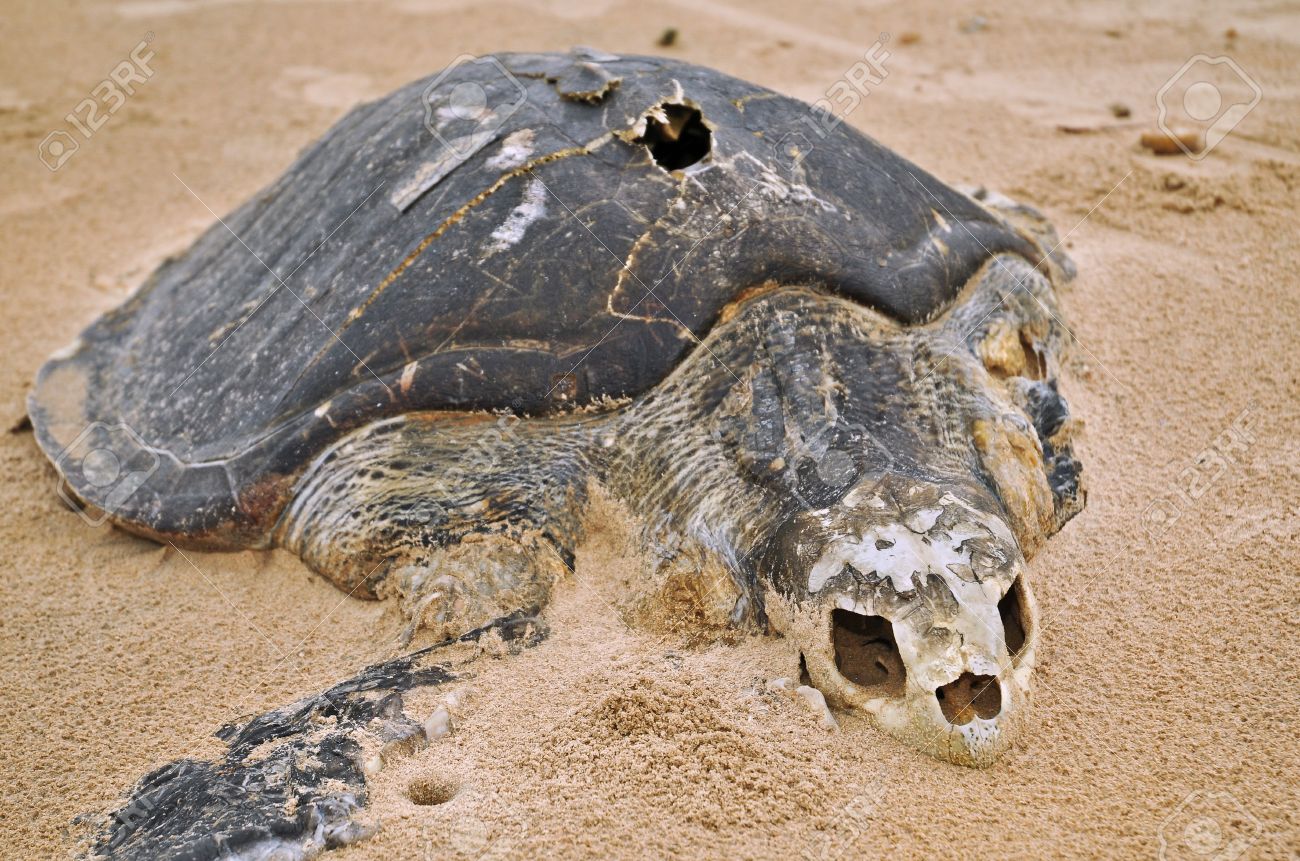 TOGO : Les tortues marines victimes de trafic illicite, plus de milliers de capture par an