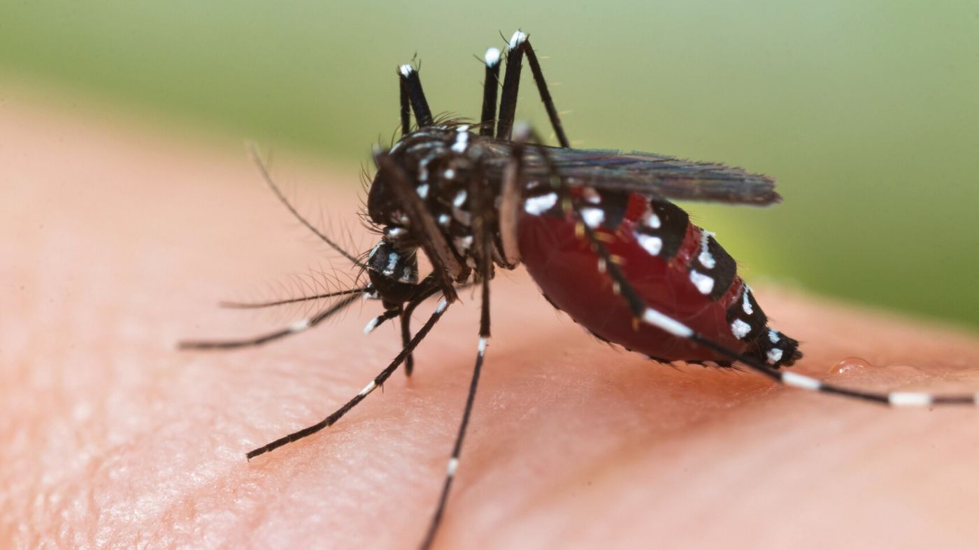 Comment la modification génétique des moustiques pourrait renforcer la lutte mondiale contre le paludisme