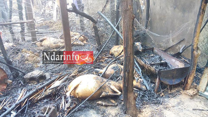 SAINT-LOUIS - GRAVE INCENDIE À BANGO: du bétail calciné (photos)