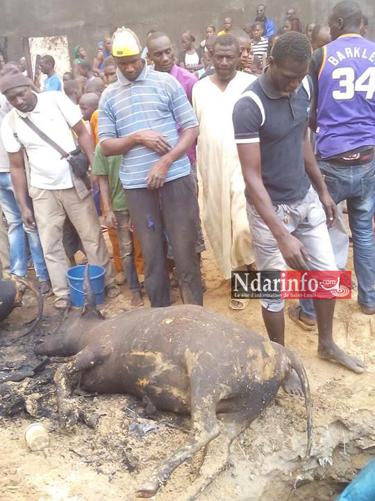 SAINT-LOUIS - GRAVE INCENDIE À BANGO: du bétail calciné (photos)