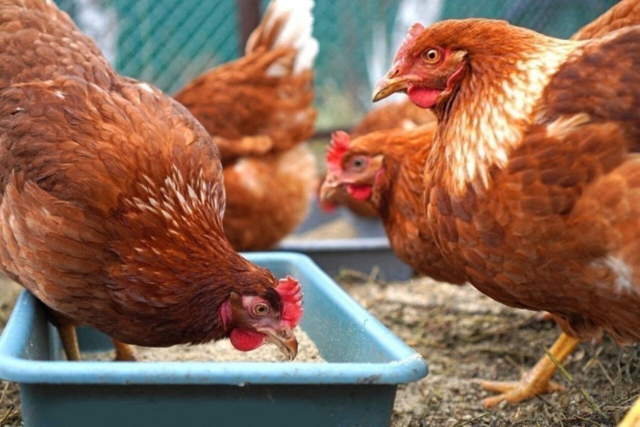 Grippe aviaire en Afrique du Sud : 5 millions de poules ont été abattues