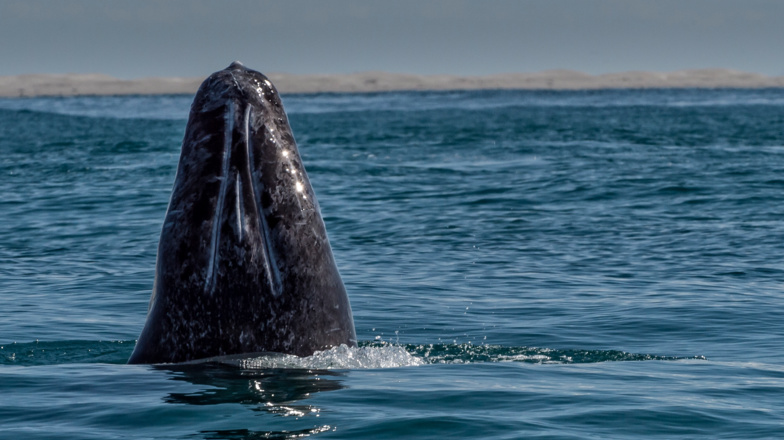 Le Japon contraint de jeter de la viande de baleine bourrée de pesticides Le Japon contraint de jeter de la viande de baleine bourrée de pesticides