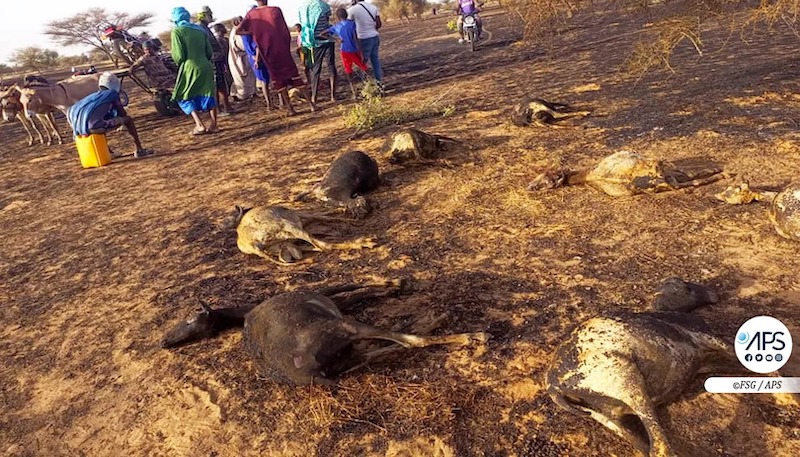 Podor : un feu de brousse tue plus de 100 moutons et ravage le tapis herbacé à Mbolo Birane