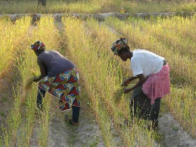 MESURES SEMI- PROTECTIONNISTES SUR LE RIZ : POUR QUELLE OPPORTUNITE ?