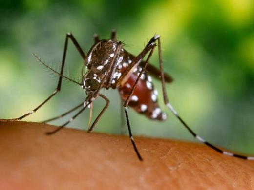 Saint-Louis espère éradiquer le paludisme dans quelques années