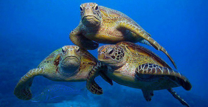 Saint-Louis - Conservation des espèces migratrices appartenant à la faune sauvage: Menaces sérieuses de disparition des tortues marines
