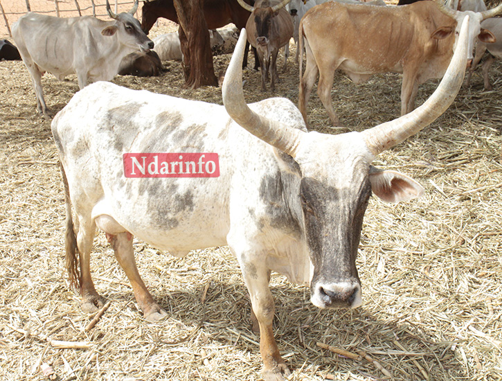 Dans l'enclos d'un éleveur de Dagana Dans l'enclos d'un éleveur de Dagana