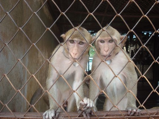 Commerce illégal des espèces sauvages protégées : les primates en danger critique d’extinction