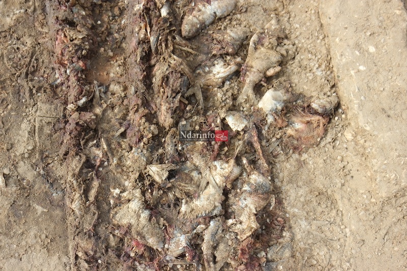 MASSACRE DU TOURISME SAINT-LOUISIEN : une terrible catastrophe à l’entrée de l’hydrobase. Regardez !
