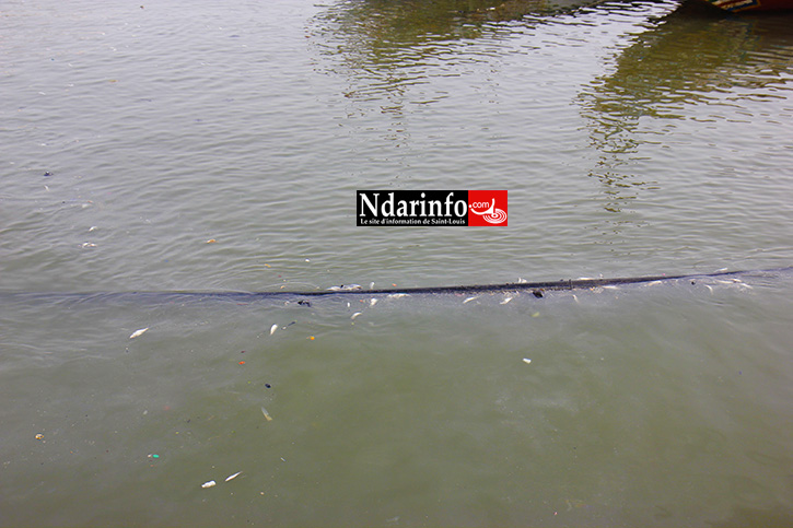 DANGER À SAINT-LOUIS : le canal d’eau qui alimente GUET-NDAR flotte (images)