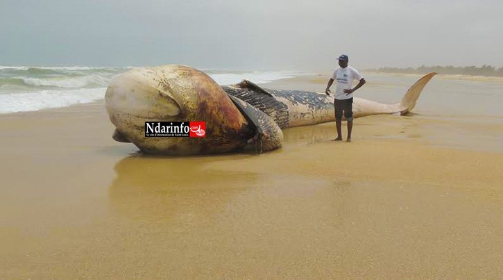 ( Photos) Langue de Barbarie : une baleine échouée risque d'exploser.