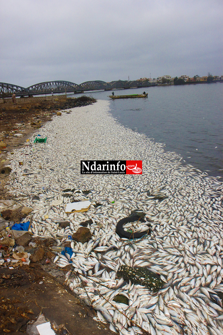 DESASTRE: des milliers de poissons morts jetés sur le fleuve à Saint-Louis (Photos)