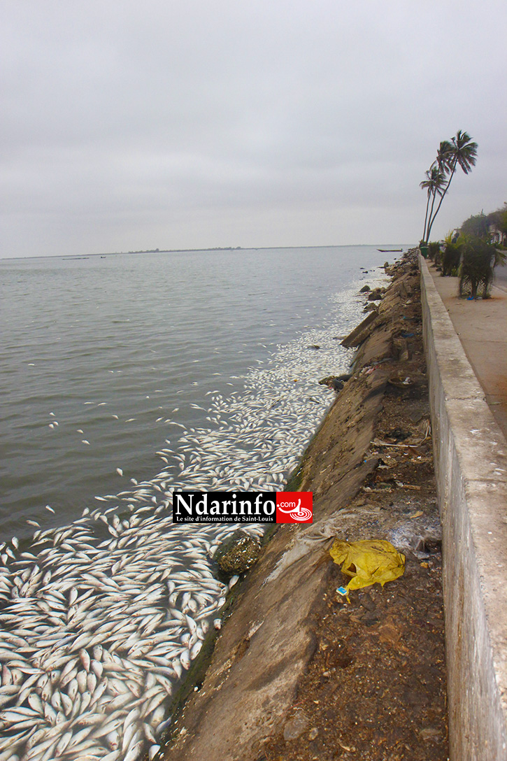 DESASTRE: des milliers de poissons morts jetés sur le fleuve à Saint-Louis (Photos)