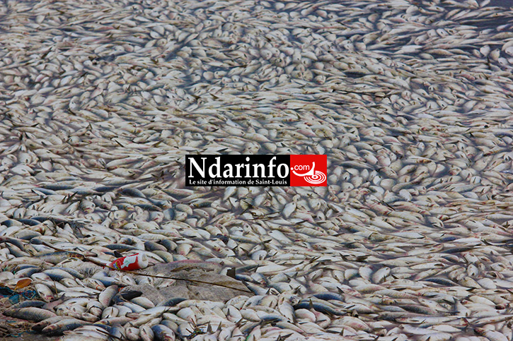 DESASTRE: des milliers de poissons morts jetés sur le fleuve à Saint-Louis (Photos)
