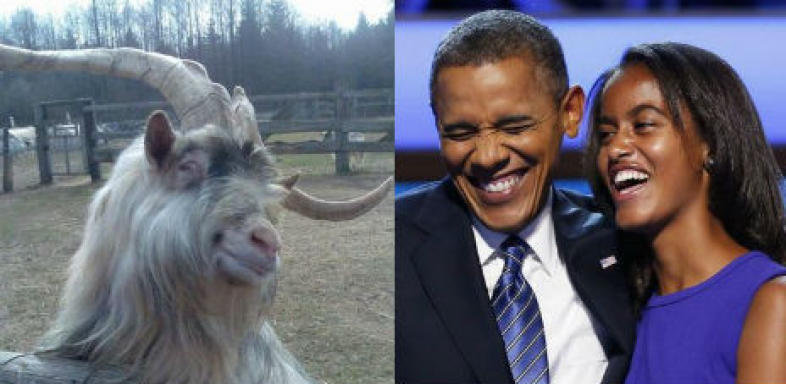 Il propose du bétail contre la fille d'Obama