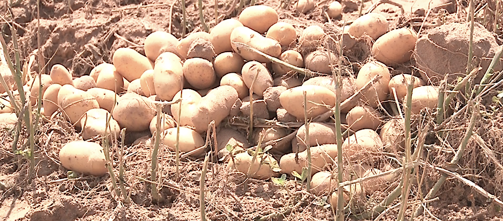 Autosuffisance en pommes de terre : la contribution de la ferme Swami Agri magnifiée