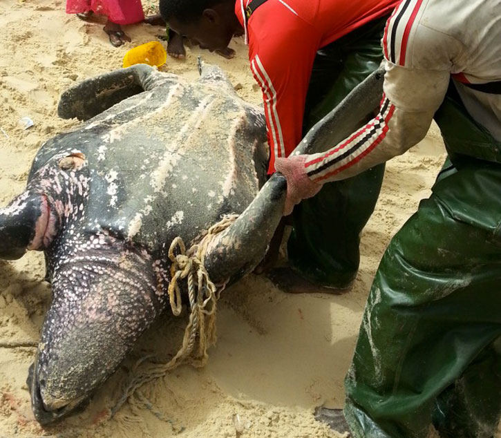 GOXUMBATHIE : le massacre des tortues marines se poursuit (vidéo)
