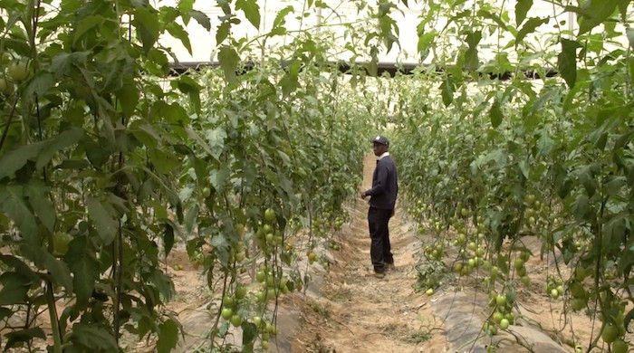 La riche carrière du Dr Mabouba Diagne, nouveau ministre de l'Agriculture