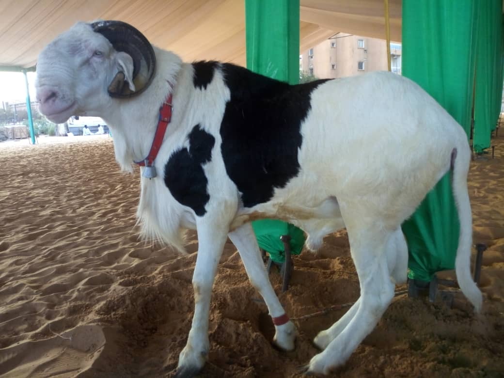 Tabaski 2024 : trois décisions prises par le président Diomaye Faye pour un bon approvisionnement en moutons