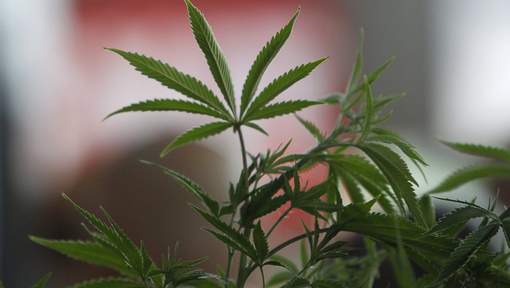 La vente de cannabis atteint son "plus haut historique"