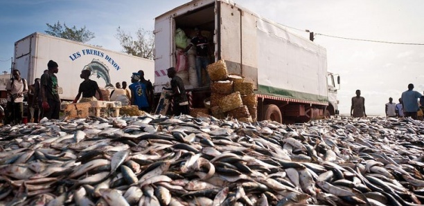 Mbao : Un camion arrêté avec 30 tonnes de poissons juvéniles