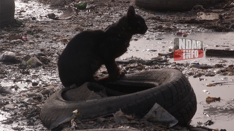 REPORTAGE - ​Les démons des caniveaux étranglent le quartier de Pikine