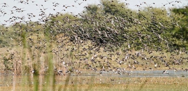 Lutte anti-aviaire : Saint-Louis aiguise ses armes