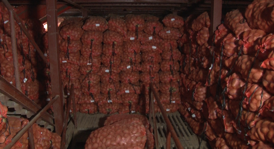 Pommes de terre : 80.000 tonnes dans les chambres froides de SWAMI AGRI