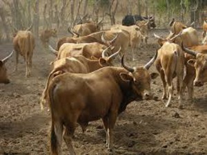 FERME BOVINE DE MBILOR: RISQUE D'EXTERMINATION DU CHEPTEL.