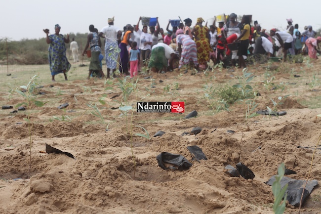 SAINT-LOUIS - DIELE MBAME, SENTINELLE DE l’ENVIRONNEMENT : 2.000 eucalyptus plantés par une mobilisation citoyenne. SAINT-LOUIS - DIELE MBAME, SENTINELLE DE l’ENVIRONNEMENT : 2.000 eucalyptus plantés par une mobilisation citoyenne.