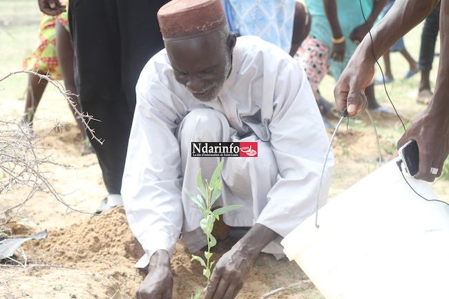 SAINT-LOUIS - DIELE MBAME, SENTINELLE DE l’ENVIRONNEMENT : 2.000 eucalyptus plantés par une mobilisation citoyenne. SAINT-LOUIS - DIELE MBAME, SENTINELLE DE l’ENVIRONNEMENT : 2.000 eucalyptus plantés par une mobilisation citoyenne.