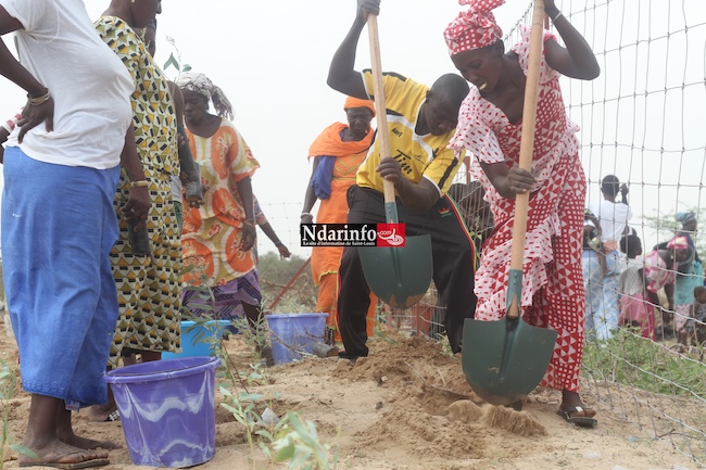 SAINT-LOUIS - DIELE MBAME, SENTINELLE DE l’ENVIRONNEMENT : 2.000 eucalyptus plantés par une mobilisation citoyenne. SAINT-LOUIS - DIELE MBAME, SENTINELLE DE l’ENVIRONNEMENT : 2.000 eucalyptus plantés par une mobilisation citoyenne.