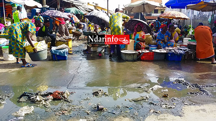 SAINT-LOUIS : le marché aux poissons est un royaume de rats.
