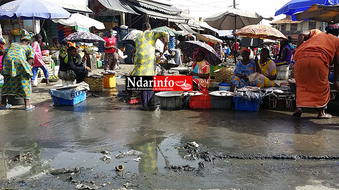 SAINT-LOUIS : le marché aux poissons est un royaume de rats.