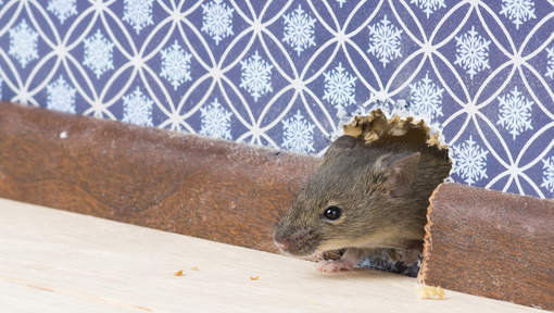 Une souris dressée pour livrer de la drogue en prison