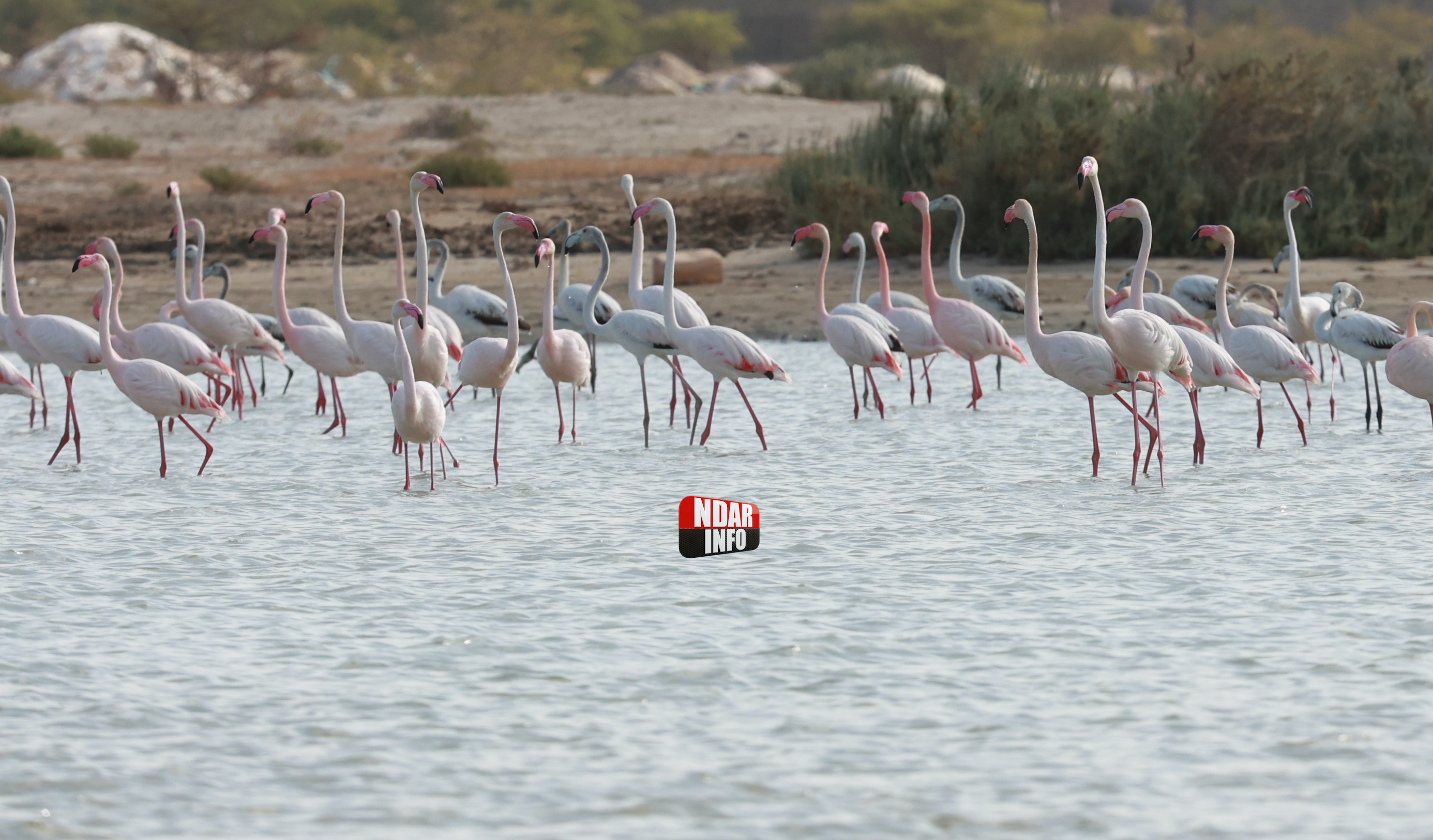 Rassemblements de Flamants sur la Lagune de Ngaye-Ngaye : Un Spectacle éblouissant Rassemblements de Flamants sur la Lagune de Ngaye-Ngaye : Un Spectacle éblouissant