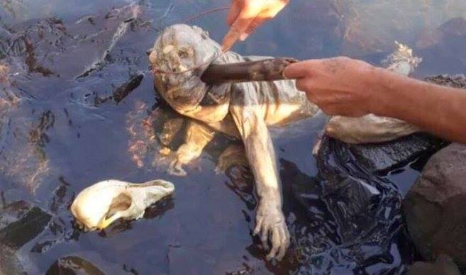 Le Paraguay effrayé par une créature mi-homme, mi-animal(vidéo) Le Paraguay effrayé par une créature mi-homme, mi-animal(vidéo)