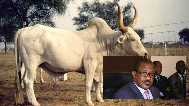 GAMOU 2015 : Me Madické NIANG offre un bœuf à la Mac de Saint-Louis. GAMOU 2015 : Me Madické NIANG offre un bœuf à la Mac de Saint-Louis.