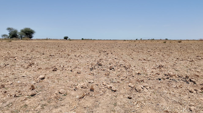 Ross-Béthio : la pénurie d’eau assoiffe les champs, les agriculteurs tirent la sonnette d’alarme Ross-Béthio : la pénurie d’eau assoiffe les champs, les agriculteurs tirent la sonnette d’alarme