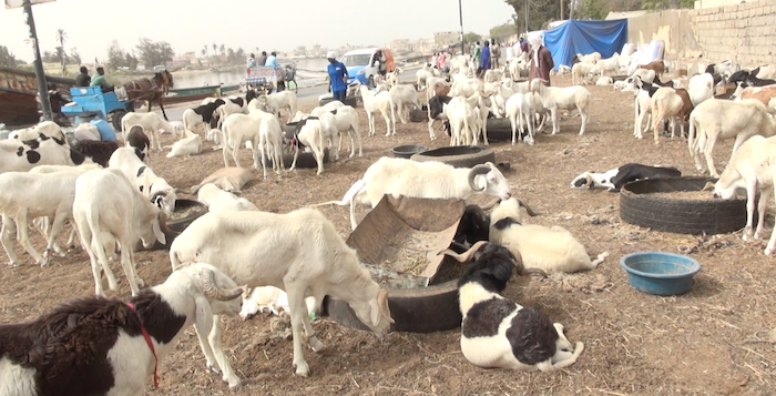 Tabaski 2025 : Des moutons en nombre, mais des clients absents à Saint-Louis