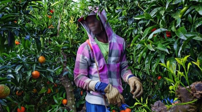 Migration circulaire : 49 migrants sénégalais en route vers l’Espagne pour un emploi saisonnier