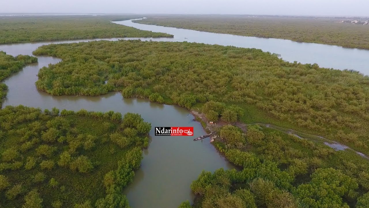 Saint-Louis : L’ONG Le Partenariat lance une initiative de préservation de la mangrove
