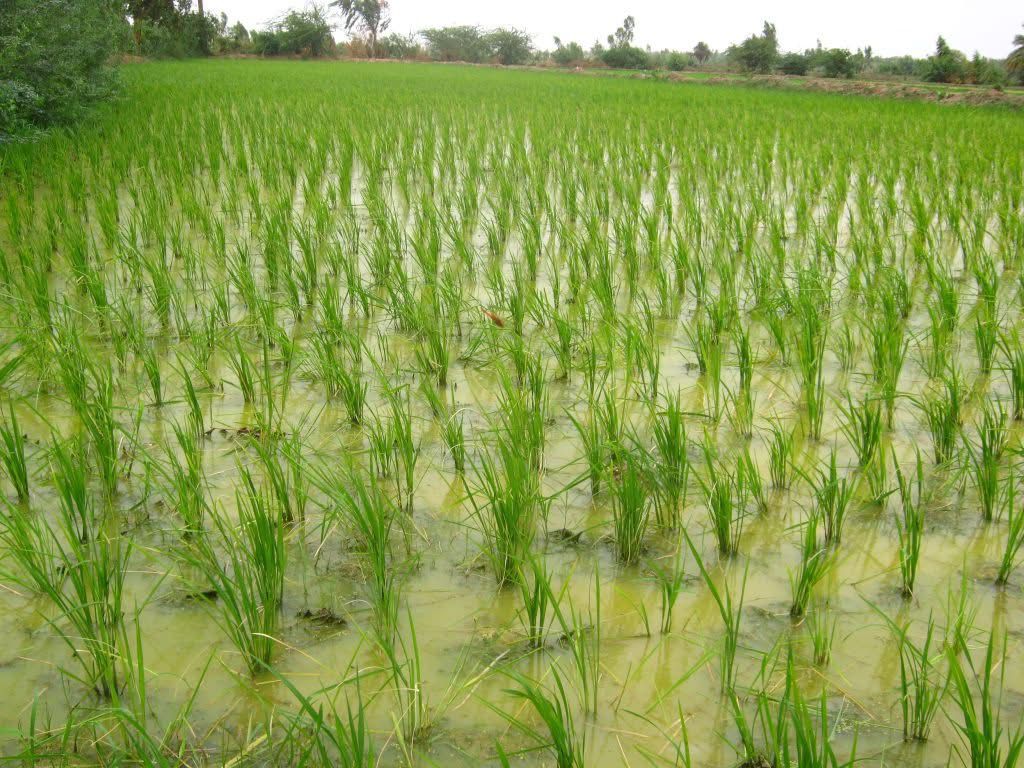 Matam : plus de 31 000 hectares emblavés en décrue, selon une étude de la SAED