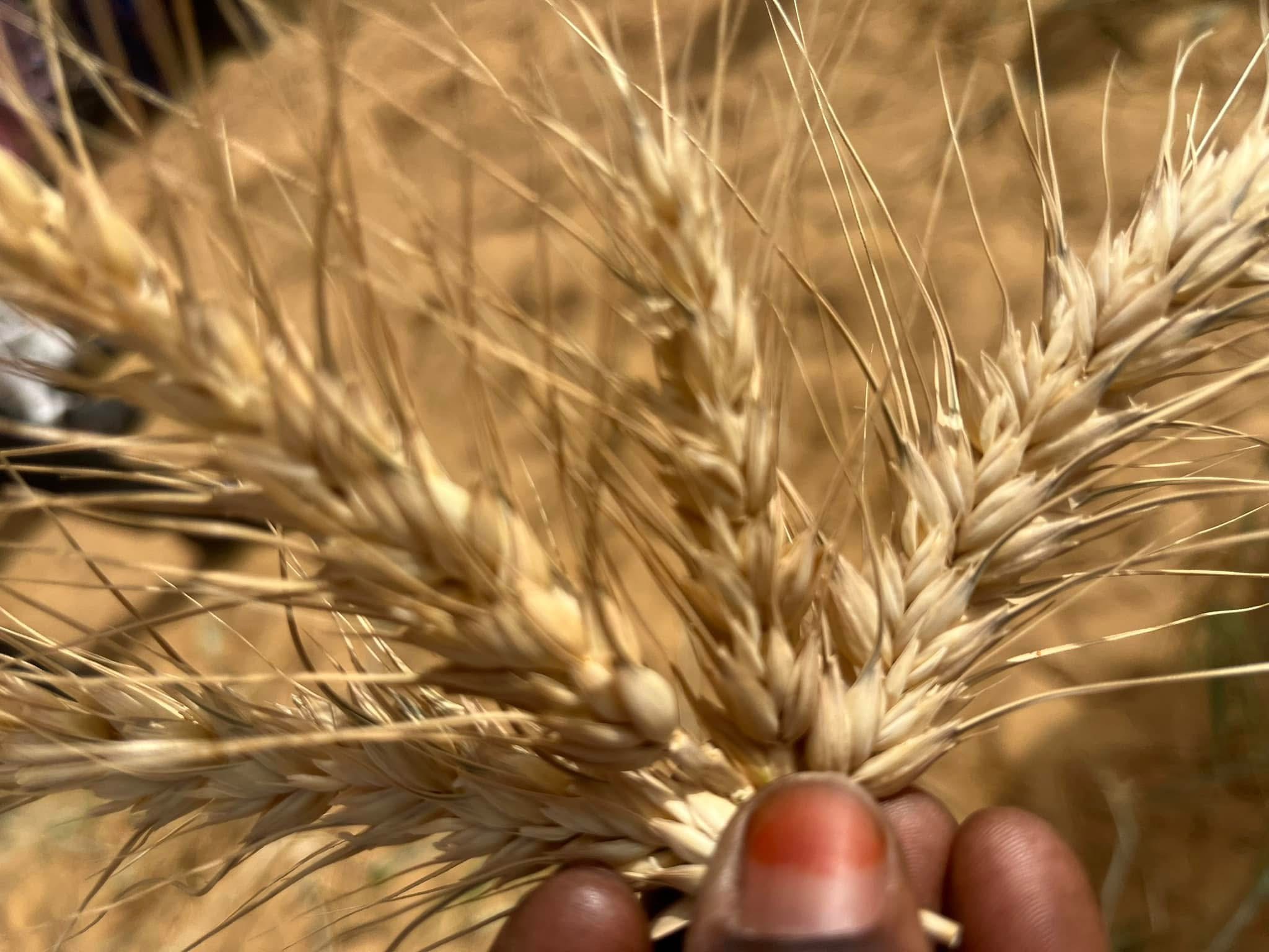 Podor : des femmes formées à la production et à la transformation du blé
