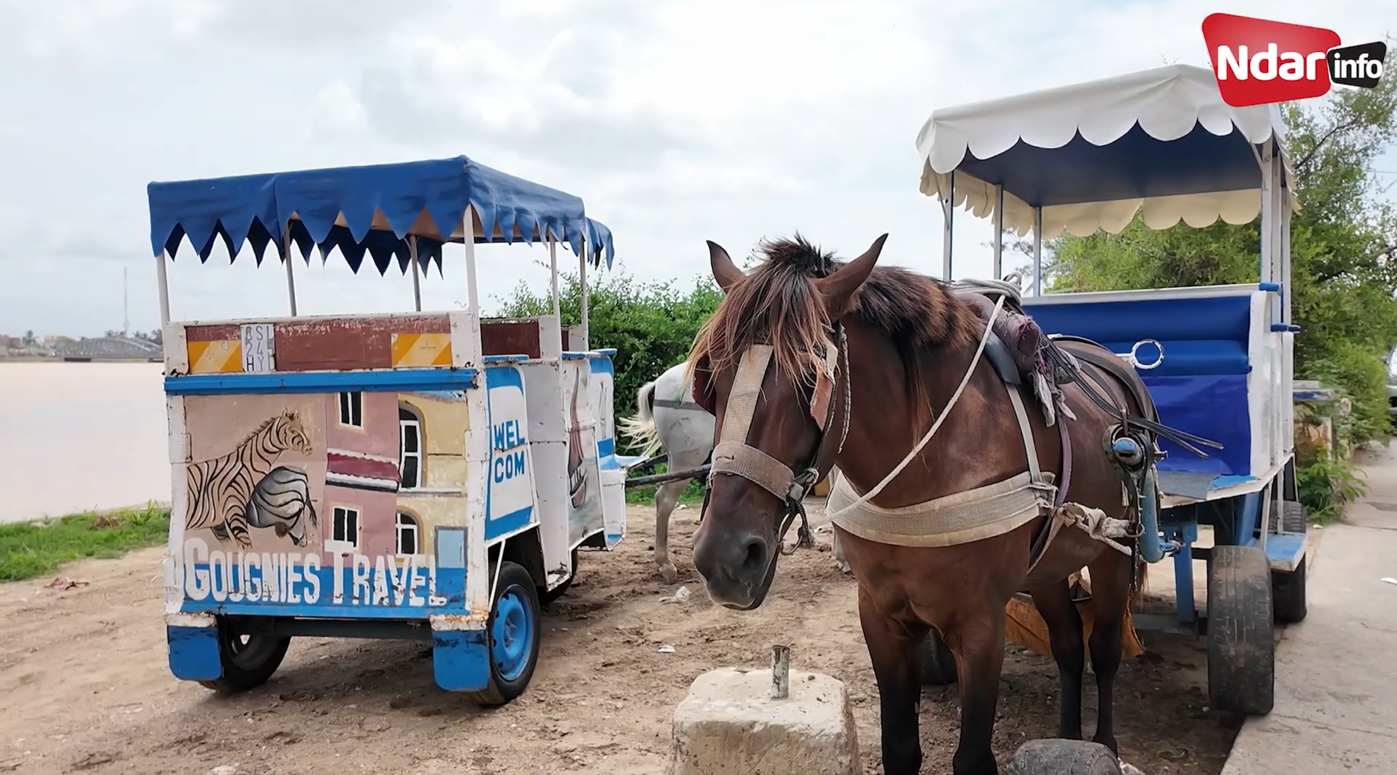 Saint-Louis : tensions autour du statut des calèches, entre patrimoine et cadre réglementaire
