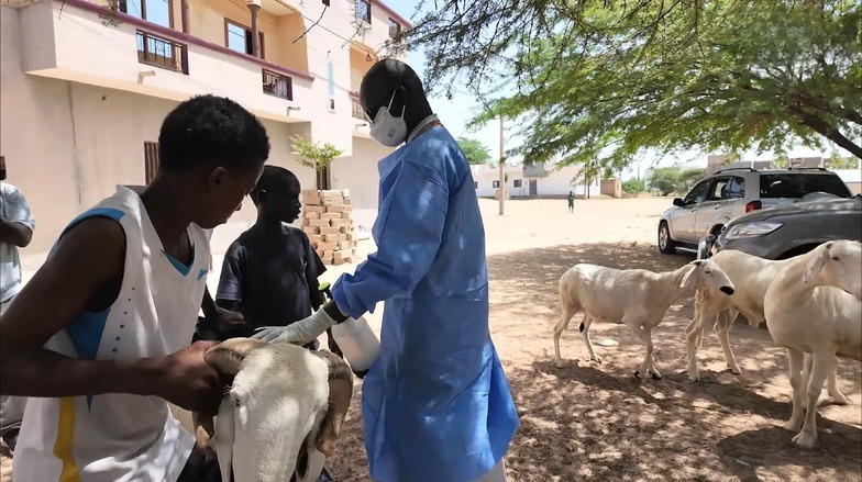 Fièvre de la vallée du Rift : l’épidémie en phase descendante au Sénégal, selon un responsable de l’ISRA