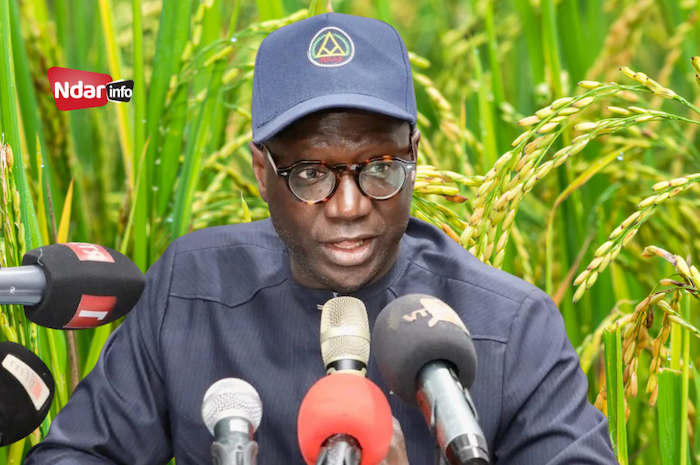 Souveraineté alimentaire : Le défi de la productivité lancé aux riziculteurs de la vallée