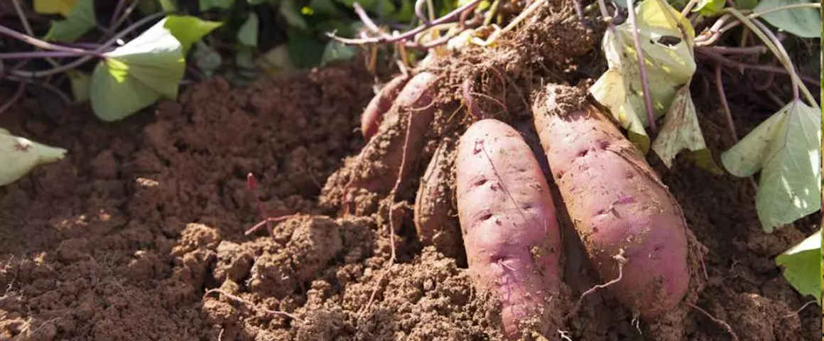 Alerte au lac de Guiers : le sel grignote les terres et fait chuter la production de patate